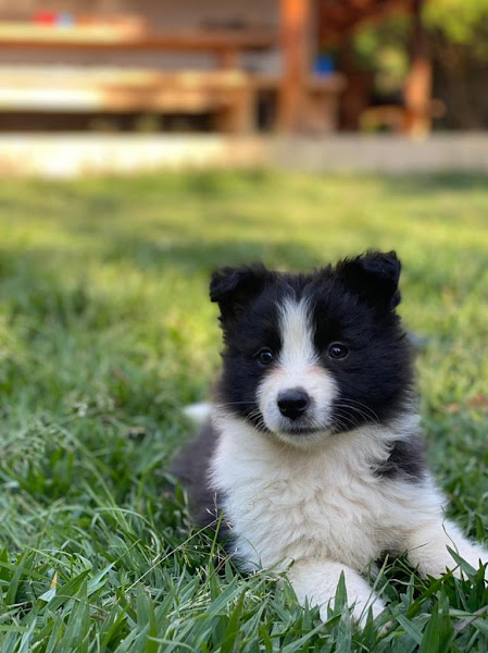 Foto 3 FILHOTES ON LINE