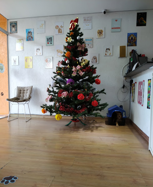 Foto 1 Canis Grooming