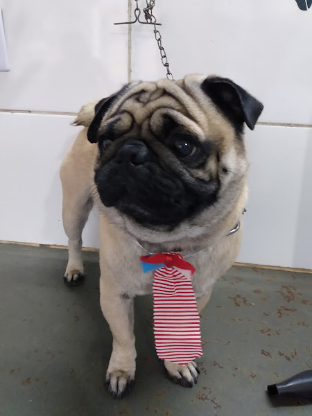 Foto 1 Pet Shop Floquinho