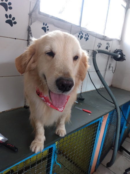 Foto 2 Pet Shop Floquinho