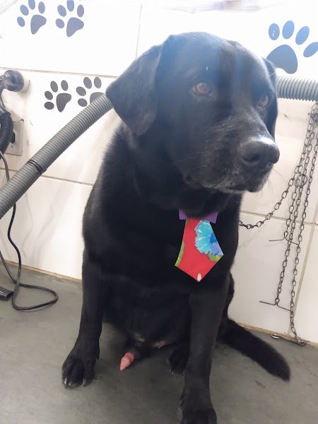 Foto 3 Pet Shop Floquinho Foto 3 Pet Shop Floquinho