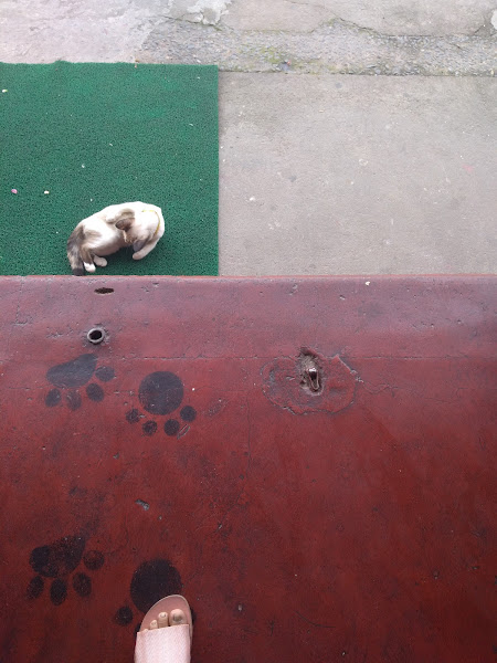 Foto 1 Petshop campos