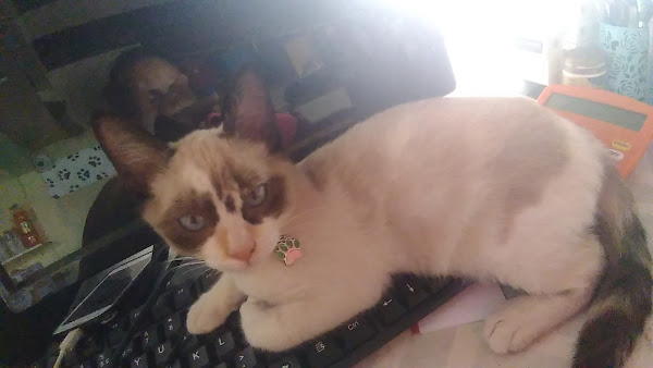 Foto 2 Petshop campos