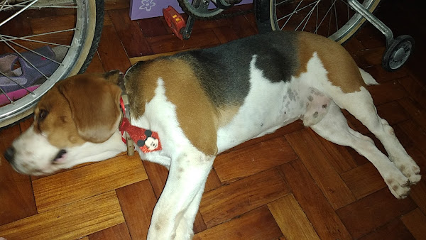 Curso de Banho e Tosa BH - Básico ao Avançado