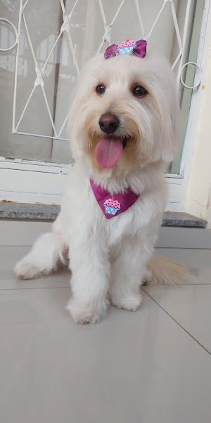 Foto 2 Bichos e Mimos