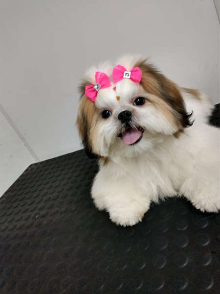 Foto 2 Dog Sitter banho e tosa