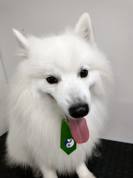 Foto 3 Dog Sitter banho e tosa