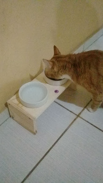 Foto 1 Gateira Mania