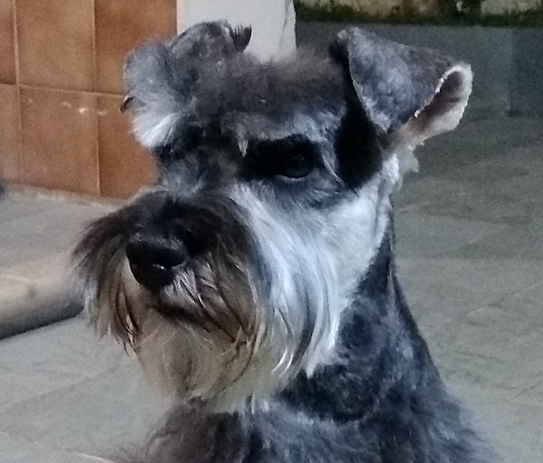 Foto 5 Família Pet - Pet Shop