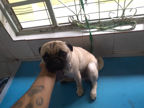 Clínica Veterinária Mascote