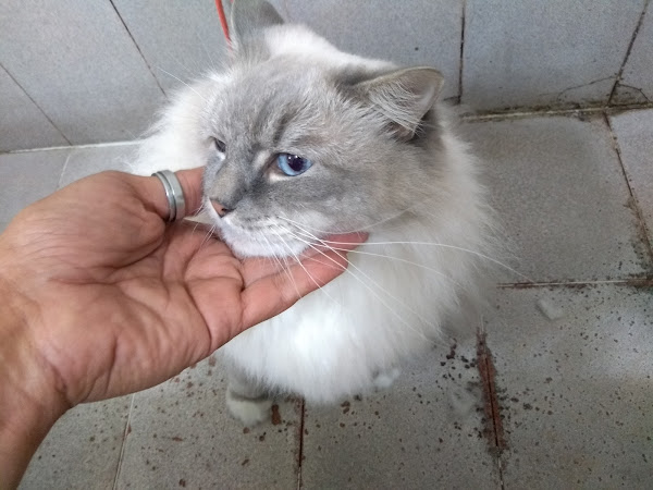 Foto 1 Clínica Veterinária Mascote