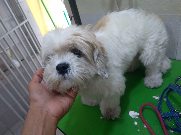 Foto 2 Clínica Veterinária Mascote