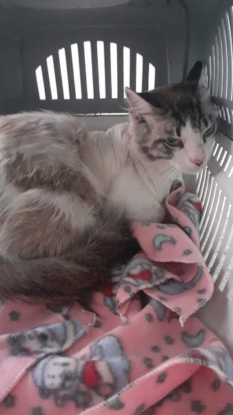 Foto 1 O Cão Nosso Clínica Veterinária