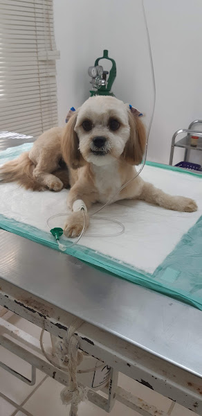 Foto 3 O Cão Nosso Clínica Veterinária