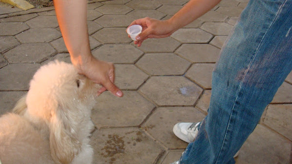 Foto 2 Vether Hospital Veterinário