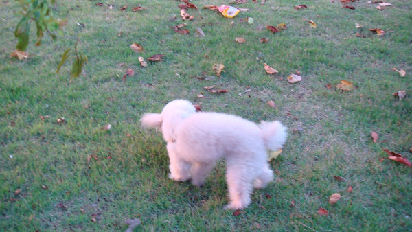 Foto 3 Vether Hospital Veterinário