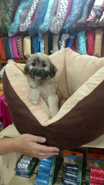 Foto 2 Pet Shop| Banho e Tosa| Veterinário| Bichototal Pet Shop em Perdizes - SP