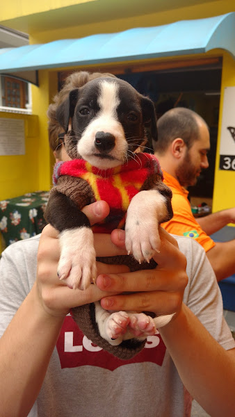 Foto 3 Pet Shop| Banho e Tosa| Veterinário| Bichototal Pet Shop em Perdizes - SP