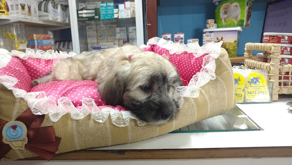 Foto 4 Pet Shop| Banho e Tosa| Veterinário| Bichototal Pet Shop em Perdizes - SP