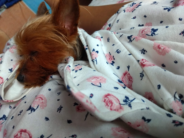 Foto 2 ANIMA REI PET SHOP