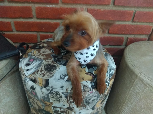 Foto 4 ANIMA REI PET SHOP