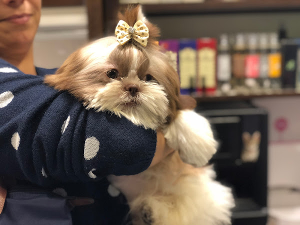 Foto 4 Smartpet | Shopping Iguatemi São Paulo