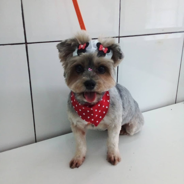 Pet Shop Show Banho e Tosa