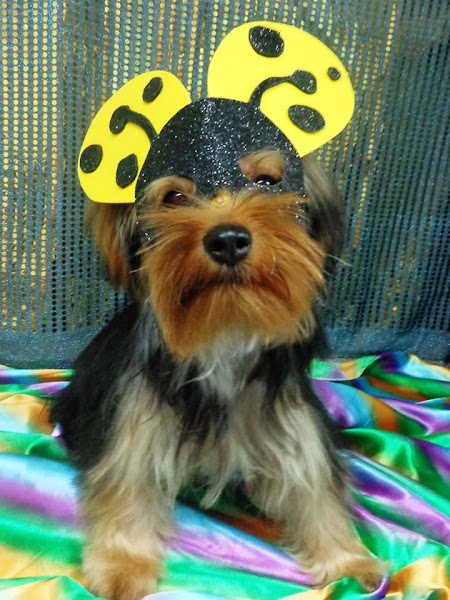 Foto 1 Encantadog Pet Shop