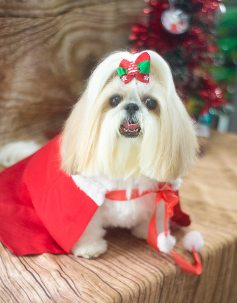 Foto 2 Pet Shop Cheio de Bichos