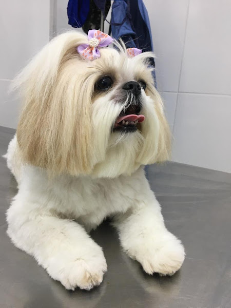 Foto 3 Pet Shop Cheio de Bichos