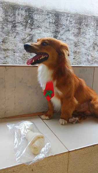 Foto 4 Pet Shop Cheio de Bichos