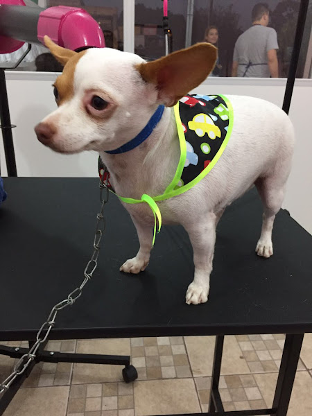 Foto 2 PetShop MyDog