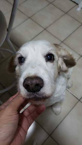 Foto 3 Pat & Patas Pet Shop