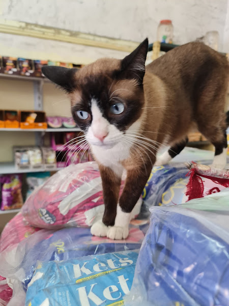 Foto 2 Pet Shop Tigrão