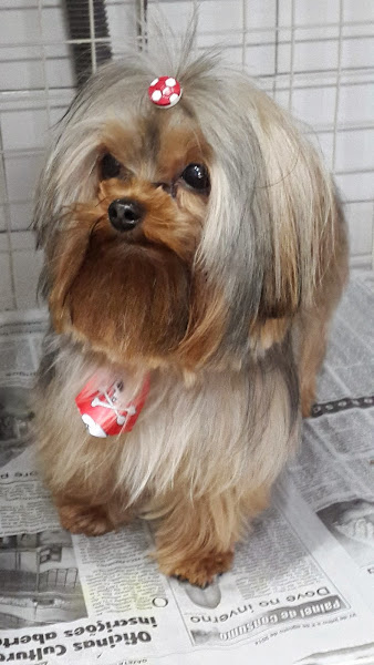 Foto 3 Pet Shop Catarina