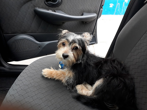 Foto 4 Pet Shop Catarina