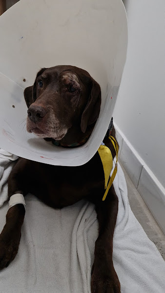 Foto 1 Meg Pet Shop e Clínica Veterinária