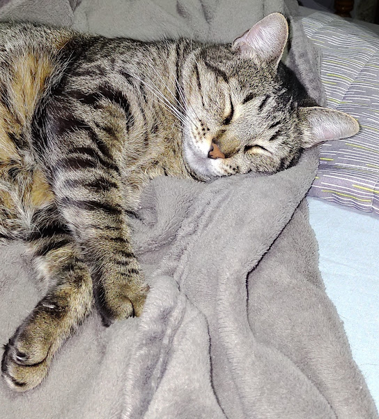 Foto 3 Pet Center Express