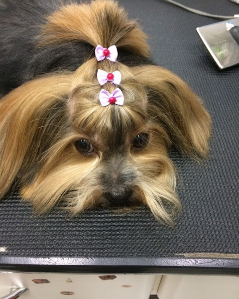 Foto 1 Pet Shop Patas e Fuças