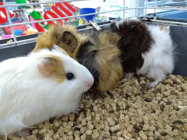 Foto 3 Pet Para Pets