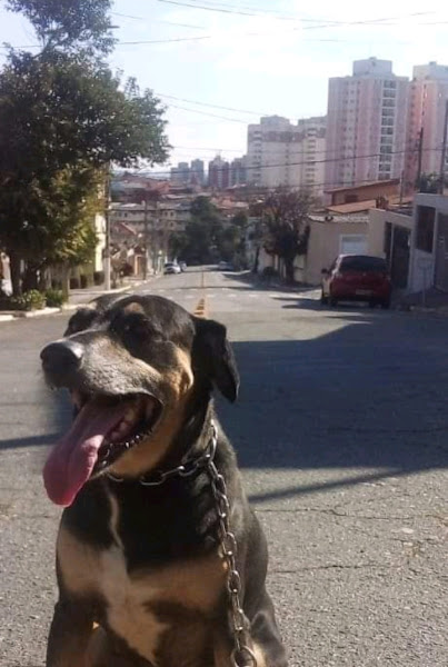 Foto 2 Pet Show Shopping Penha