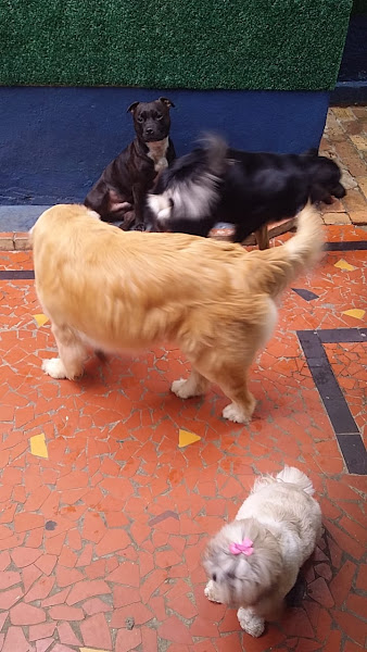 Foto 1 Happy Pets - Pet Shop Foto 1 Happy Pets - Pet Shop