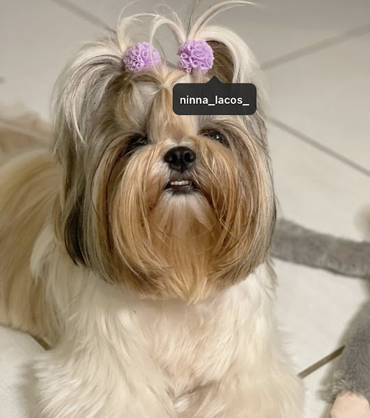 Foto 1 Carol Pet Shop