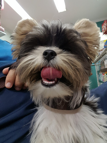 Foto 1 Encrenquinha's Pet Shop - Unidade Jd. América