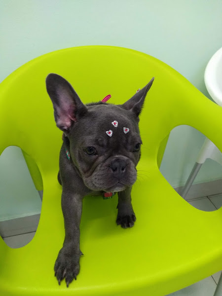 Foto 4 Encrenquinha's Pet Shop - Unidade Jd. América