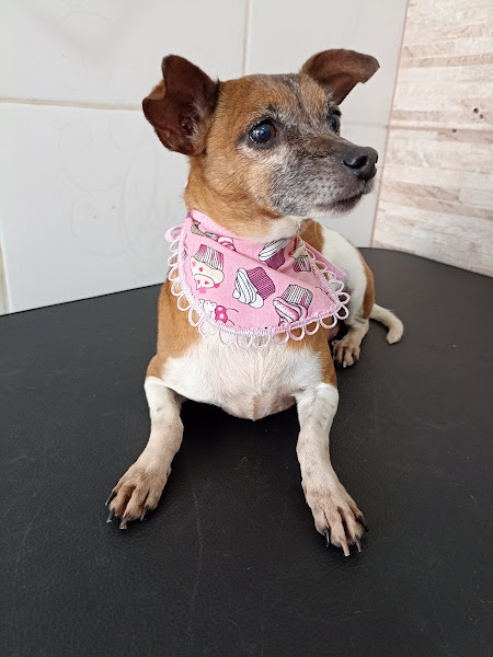 Foto 2 Pet Shop Happy Dog