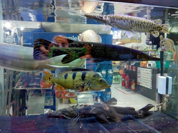 Foto 1 Mahoo Pet Shop