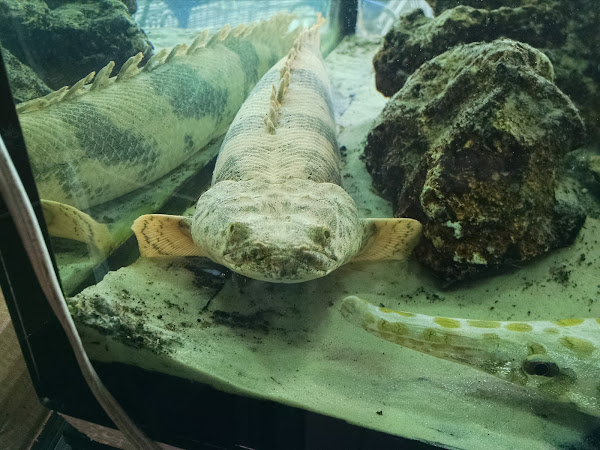 Foto 4 Mahoo Pet Shop