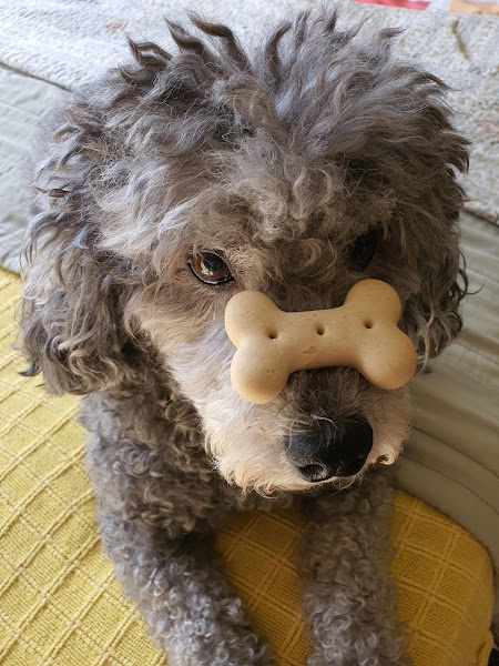 Foto 1 Bacana Petshop