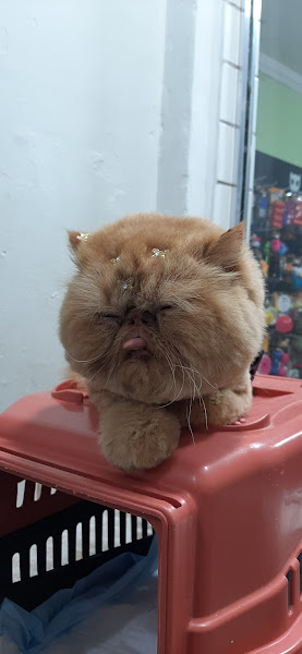 Foto 2 Bacana Petshop